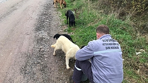 Can dostları için yerinde besleme