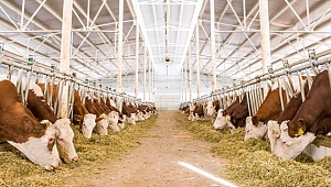 HAYVANCILIK SEKTÖRÜNDE KRİZDEN ÇIKIŞ YOLLARI