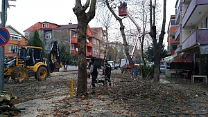 HENDEK’TE AĞAÇLAR BUDANIYOR