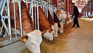 HAYVANCILIK EN GÖZDE YATIRIM