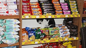 O kedi orda ne arıyor