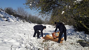 SAHİPSİZ HAYVANLARA BELEDİYEDEN YARDIM ELİ