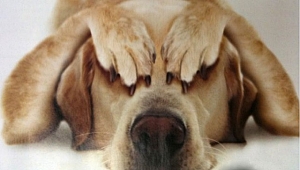 KEDİ KÖPEKLERDE KISIRLAŞTIRMA ZAMANI