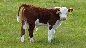 ÜLKEMİZDEKİ BUZAĞI ÖLÜMLERİNE ÇÖZÜM ÖNERİLERİ