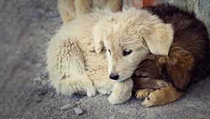 BELEDİYE BAŞKAN ADAYLARININ SOKAK HAYVANLARI HAKKINDAKİ PROJELERİNİ SORALIM