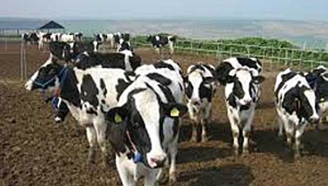 İKLİM DEĞİŞİKLİĞİ BÜYÜKBAŞ HAYVANCILIĞI NASIL ETKİLEYECEK 