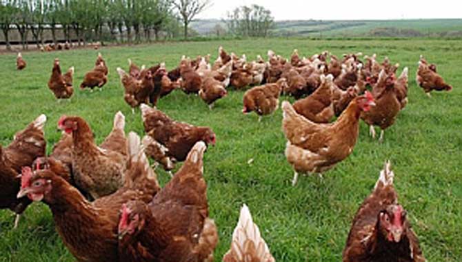 KÖY TAVUKÇULUĞU YAPMAK ARTIK ÖNEMLİ BİR EK GELİR KAYNAĞI OLMAYA ADAYDIR