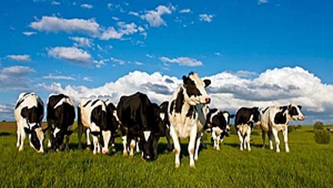 ÜLKE HAYVANCILIĞININ GELİŞTİRİLMESİNDE KABA YEM SORUNU