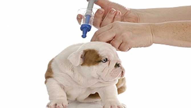 KÖPEKLERDE AŞILAMANIN ÖNEMİ