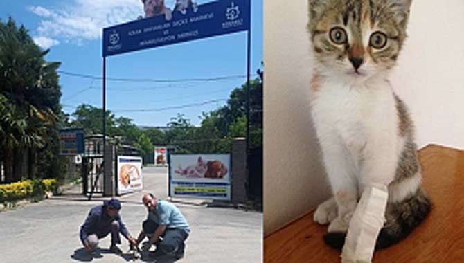SEDAŞ Çalışanları Yavru Kediyi Hayata Bağladı