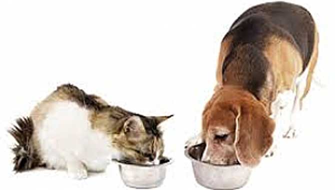 KÖPEK VE KEDİLERDE BESLENME NASIL OLMALI?