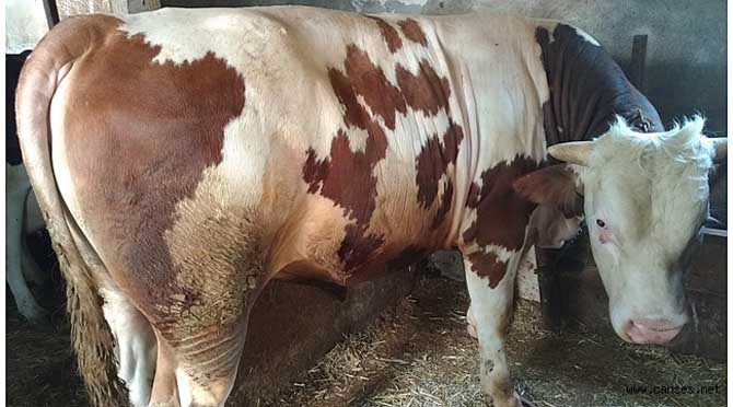 KURBANLIK SEÇERKEN NELERE DİKKAT ETMELİYİZ