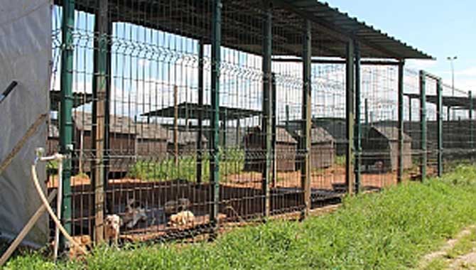 Barınakta 545 hayvana yardım eli uzatıldı