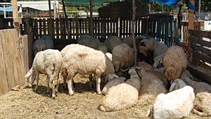 Hendek’ te kesimhaneler denetlendi