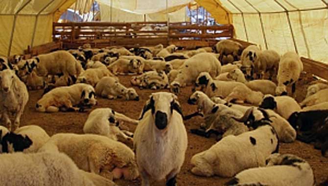 KURBAN BAYRAMINA AZ BİR SÜRE KALA SON HAZIRLIKLAR