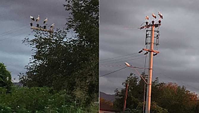 SEDAŞ Enerji Verirken Leyleklerin Güvenliğini De Dikkate Alıyor 