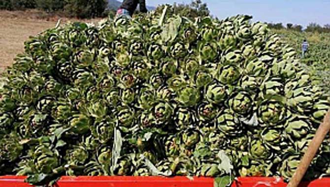 TARAKLI’DA SON TURFANDA ENGİNAR HASADI BAŞLADI