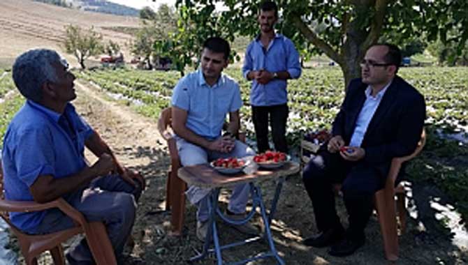 KAYMAKAM KURT ÇİLEK BAHÇESİNİ GEZDİ