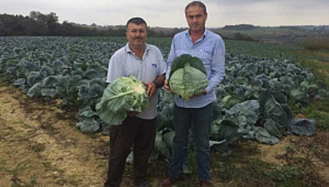 Kaynarca lahanası hasadı başladı