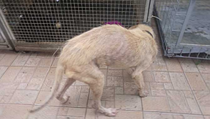 KÖPEKLERDE UYUZ HASTALIĞI İNSANLARA GEÇER Mİ?