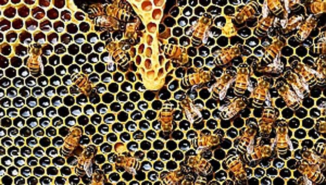 Mucizelerle Dolu Propolis