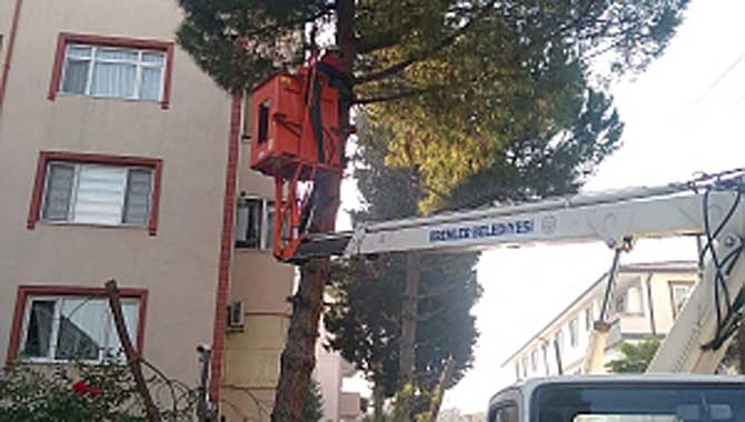 ERENLER’DE AĞAÇ BUDAMA ÇALIŞMALARI DEVAM EDİYOR 