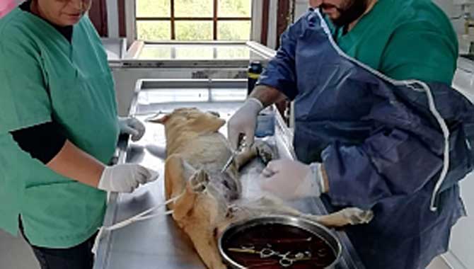 “Karasu Belediyesinden Sokak Hayvanlarına Yardım Devam Ediyor”