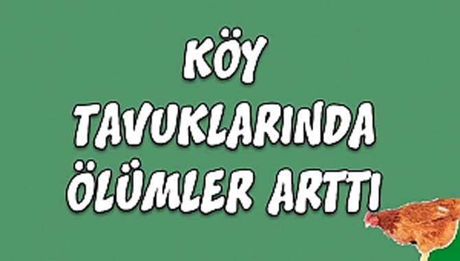 KÖY TAVUKLARINDA ÖLÜMLER ARTTI!!!