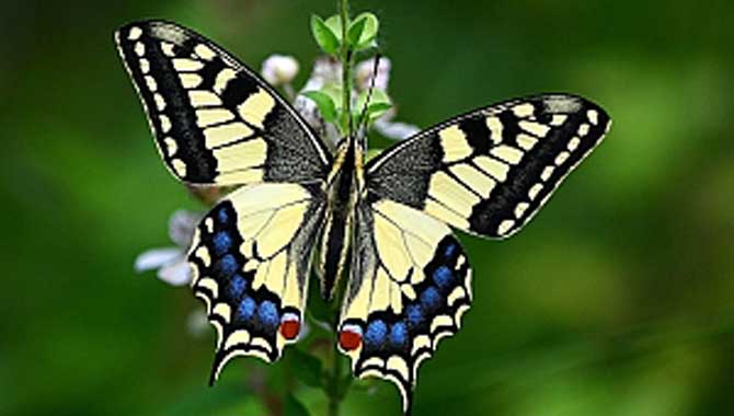 SAGÜSAD üyesi Köseoğlu'nun kelebekleri Bosna'da sergilenecek