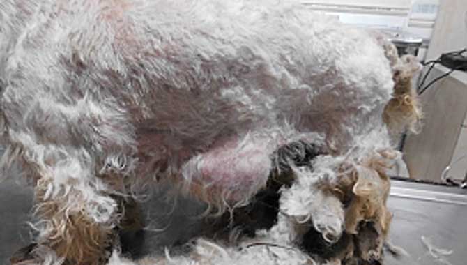 EVCİL HAYVANLARDA KANSER HER GEÇEN GÜN ARTIYOR!!!