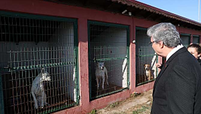 “Geçici Hayvan Bakımevinin kapasitesi artacak”
