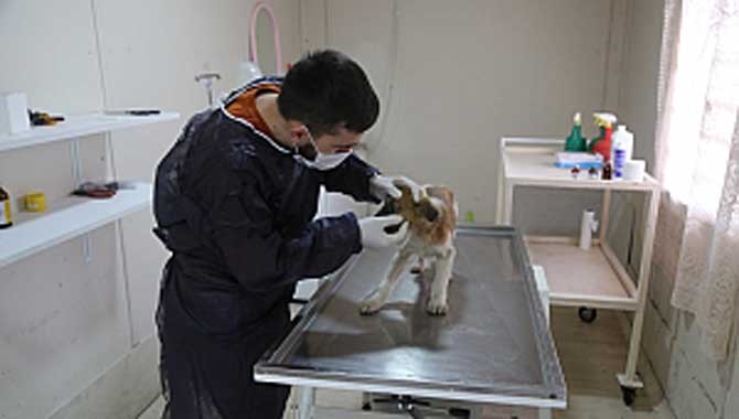 Sapanca Belediyesi, hayvanların tüm bakım işlemlerini yapıyor 
