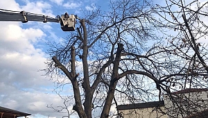 Sapanca’da Kış Temizliği 