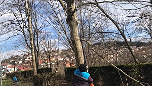 Sapanca’da Kuruyan ve Tehlike Arz Aden Ağaçlara Budama