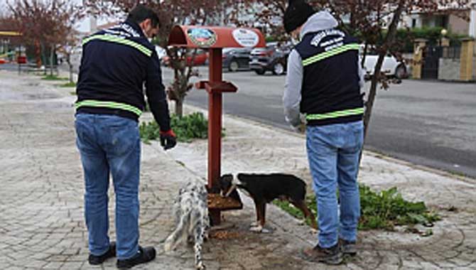 Serdivan Belediyesi Can Dostları Unutmadı 
