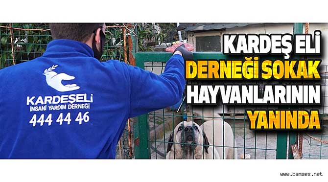 KARDEŞ ELİ DERNEĞİ SOKAK HAYVANLARININ YANINDA