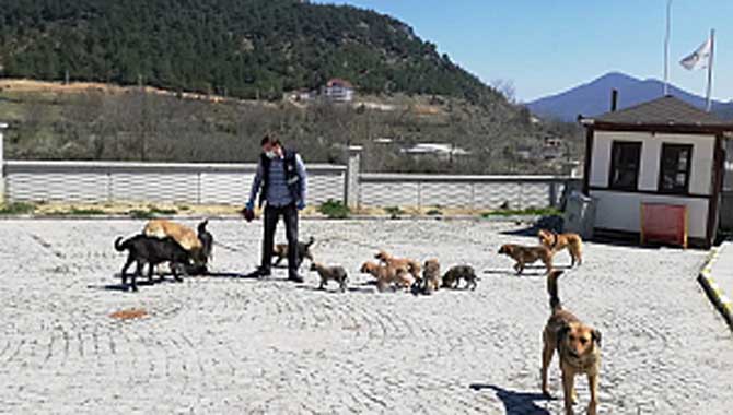 Sokağa çıkma yasağında sokak hayvanlarını unutmadılar 