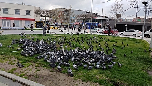 Sokak hayvanlarına Büyükşehir desteği 