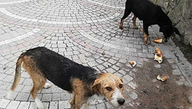 Taraklı Belediyesi sokak hayvanlarına yiyecek bırakıyor 