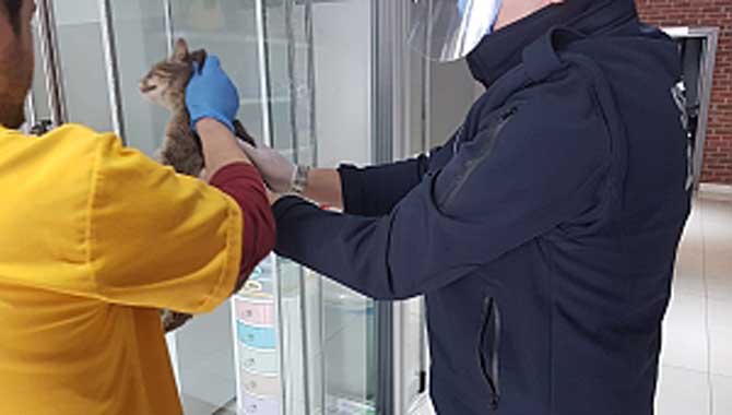 Yaralı Kedinin İmdadına Serdivan Belediyesi Yetişti 