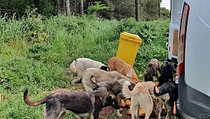 Adapazarı’nda Hiçbir Canlı Sahipsiz Değil 