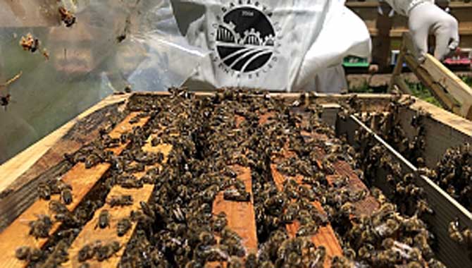 Arıcılık projesinde üretimler başladı 