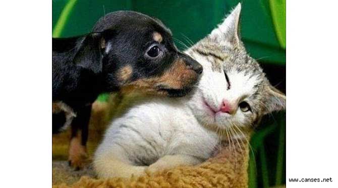 EVCİL HAYVANLARDA AŞILAMALARIN ÖNEMİ!!!