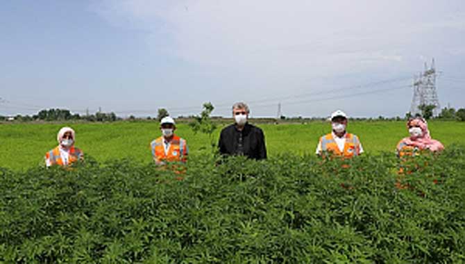 “Kenevir avantajı çok olan milli hazinedir” 