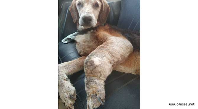 KÖPEKLERDE KANSER VAKALARI