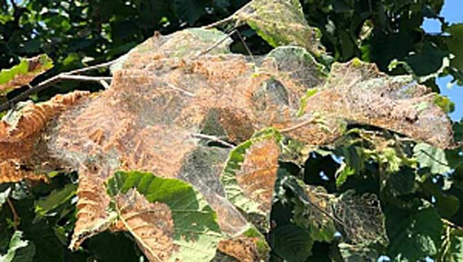 FINDIK ÜRETİCİSİNE BELEDİYE DESTEĞİ