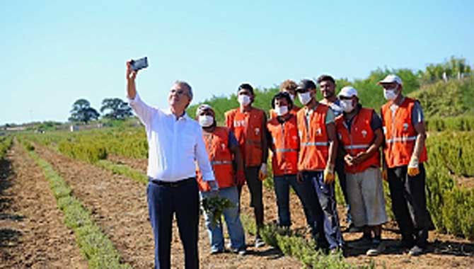 Botanik Vadisi’nde biberiye hasadı başladı