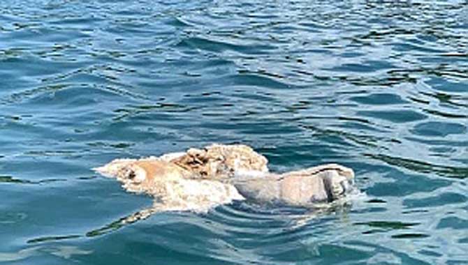 Sapanca Gölü’nde kurban atıkları temizlendi 