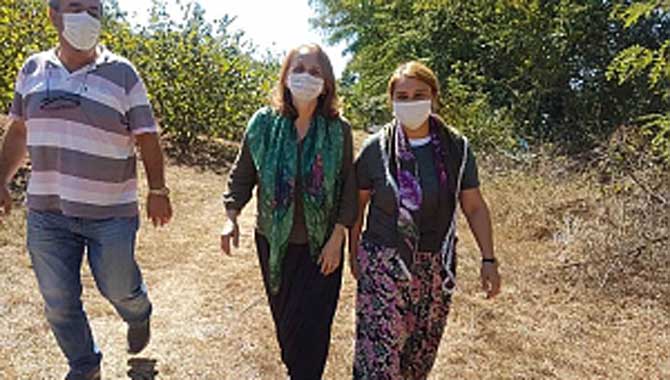 CHP’li kadınlar fındık topladı!