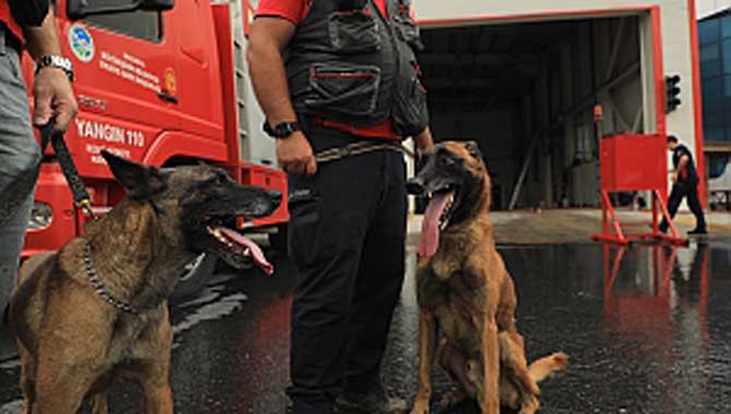 K9’lar arama kurtarma çalışmaları için İzmir’e gidiyor 